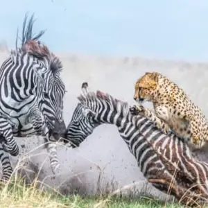 Explore Kenya-7 days featuring classic safari for 7 days with Click Expeditions and discover unforgettable experiences - Photo 2