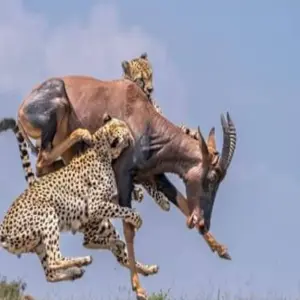 Explore Kenya-7 days featuring classic safari for 7 days with Click Expeditions and discover unforgettable experiences - Photo 3