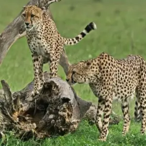 Explore 4 -Days Maasai Mara Camping Safari for 4 days with Click Expeditions and discover unforgettable experiences - Photo 2