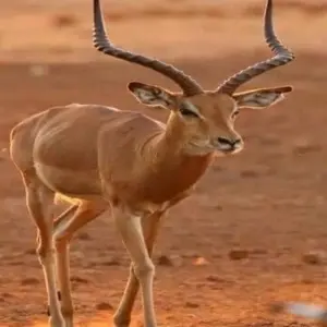 Explore Kenya-7 days featuring classic safari for 7 days with Click Expeditions and discover unforgettable experiences - Photo 4