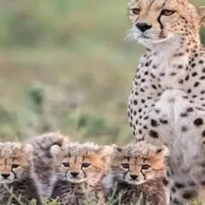 Explore Kenya-7 days featuring classic safari for 7 days with Click Expeditions and discover unforgettable experiences - Photo 5