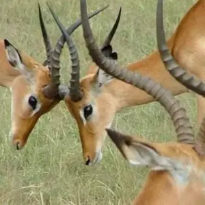 Explore 4 days wonder of tanzania safari for 4 days with Click Expeditions and discover unforgettable experiences - Photo 7
