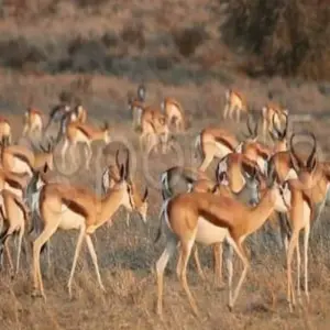 Explore 4 -Days Maasai Mara Camping Safari for 4 days with Click Expeditions and discover unforgettable experiences - Photo 5