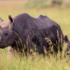Explore 4 -Days Maasai Mara Camping Safari for 4 days with Click Expeditions and discover unforgettable experiences - Photo 6