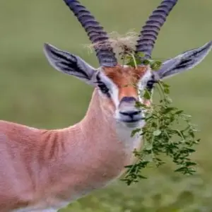 Explore Masai Mara Game Reserve for 4 days with Click Expeditions and discover unforgettable experiences - Photo 11