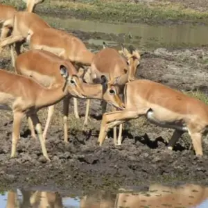 Explore 10 Days Tanzania Great Wildebeest Migration Mara River Crossing for 10 days with Click Expeditions and discover unforgettable experiences - Photo 2