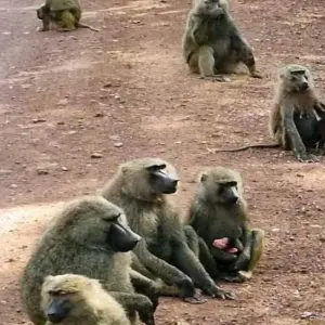 Explore Serengeti, Ngorongoro, Tarangire (with Materuni waterfalls, coffee tour) - 6 Days for 6 days with Click Expeditions and discover unforgettable experiences - Photo 2