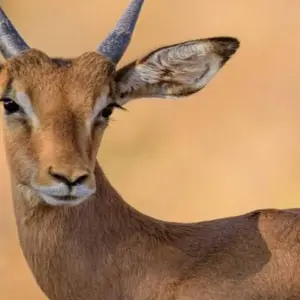 Explore Kenya-7 days featuring classic safari for 7 days with Click Expeditions and discover unforgettable experiences - Photo 10