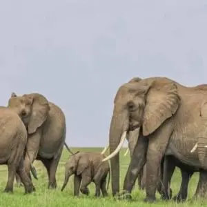 Explore Kenya-7 days featuring classic safari for 7 days with Click Expeditions and discover unforgettable experiences - Photo 11