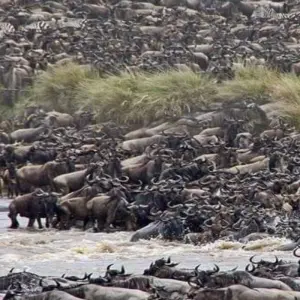 Explore 10 Days Kenya Luxury Safari - Wildebeest Migration Safari for 10 days with Click Expeditions and discover unforgettable experiences - Photo 3