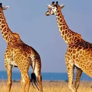 Explore Day Trip to Mkomazi National Park for 1 days with Click Expeditions and discover unforgettable experiences - Photo 3