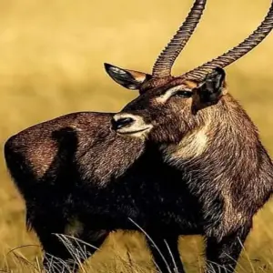Explore Day Trip to Mkomazi National Park for 1 days with Click Expeditions and discover unforgettable experiences - Photo 4