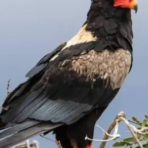 Explore 5 Days great migration safari Serengeti luxury (all accommodation and transport are included) for 5 days with Click Expeditions and discover unforgettable experiences - Photo 6