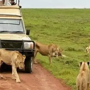 Explore Serengeti, Ngorongoro, Tarangire (with Materuni waterfalls, coffee tour) - 6 Days for 6 days with Click Expeditions and discover unforgettable experiences - Photo 6