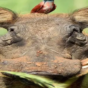 Explore 10 Days Tanzania Great Wildebeest Migration Mara River Crossing for 10 days with Click Expeditions and discover unforgettable experiences - Photo 7