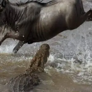 Explore 10 Days Tanzania Great Wildebeest Migration Mara River Crossing for 10 days with Click Expeditions and discover unforgettable experiences - Photo 8