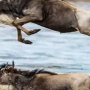 Explore 10 Days Tanzania Great Wildebeest Migration Mara River Crossing for 10 days with Click Expeditions and discover unforgettable experiences - Photo 9