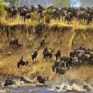 Explore 5 Days great migration safari Serengeti luxury (all accommodation and transport are included) for 5 days with Click Expeditions and discover unforgettable experiences - Photo 10