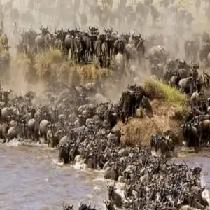 Explore 5 Days great migration safari Serengeti luxury (all accommodation and transport are included) for 5 days with Click Expeditions and discover unforgettable experiences - Photo 11