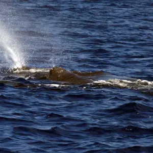 Explore Whales & Dolphins for 8 days with Colibri Travel and discover unforgettable experiences - Photo 3