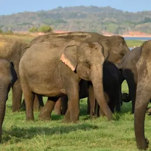 Explore Sri Lanka Wildlife Tour for 10 days with Colibri Travel and discover unforgettable experiences - Photo 3
