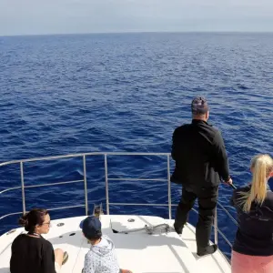 Explore Whales & Dolphins for 8 days with Colibri Travel and discover unforgettable experiences - Photo 4