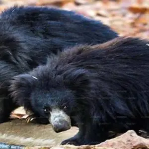 Explore Sri Lanka Wildlife Tour for 10 days with Colibri Travel and discover unforgettable experiences - Photo 4
