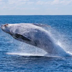 Explore Whales & Dolphins for 8 days with Colibri Travel and discover unforgettable experiences - Photo 5