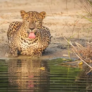 Explore Sri Lanka Wildlife Tour for 10 days with Colibri Travel and discover unforgettable experiences - Photo 5