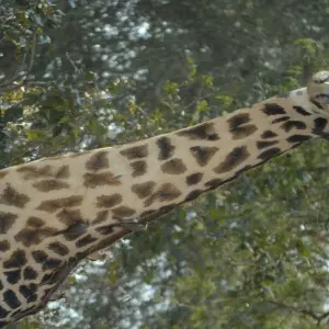 Explore Zambia's Most Beautiful Parks for 9 days with Colibri Travel and discover unforgettable experiences - Photo 3