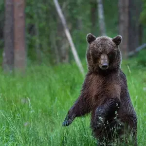 Explore Estonia Adventure Tour for 8 days with Colibri Travel and discover unforgettable experiences - Photo 3