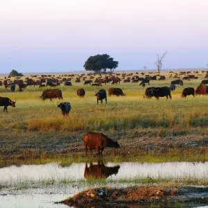 Explore Zambia's Most Beautiful Parks for 9 days with Colibri Travel and discover unforgettable experiences - Photo 4