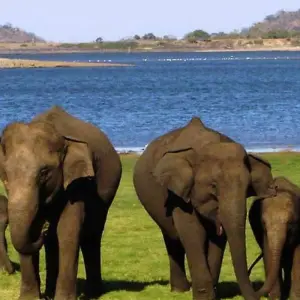 Explore Sri Lanka Wildlife Tour for 10 days with Colibri Travel and discover unforgettable experiences - Photo 7