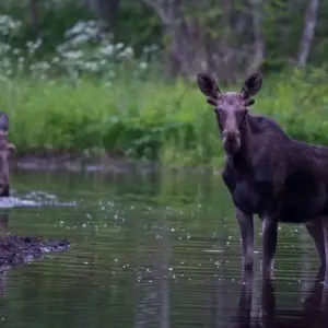 Explore Estonia Adventure Tour for 8 days with Colibri Travel and discover unforgettable experiences - Photo 6