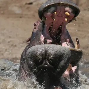 Explore Masai Mara Safari for 4 days with Colibri Travel and discover unforgettable experiences - Photo 2