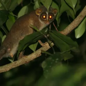 Explore Sri Lanka Wildlife Tour for 10 days with Colibri Travel and discover unforgettable experiences - Photo 9