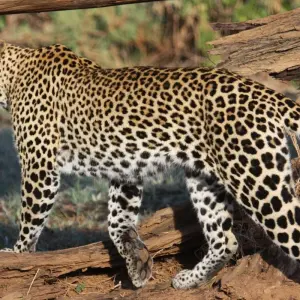 Explore Masai Mara Safari for 4 days with Colibri Travel and discover unforgettable experiences - Photo 3