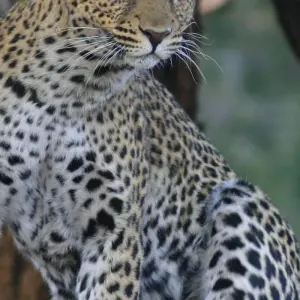 Explore Masai Mara Safari for 4 days with Colibri Travel and discover unforgettable experiences - Photo 4