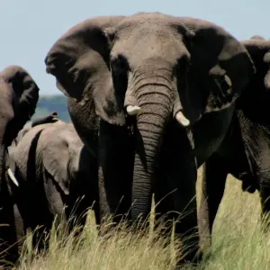 Explore Masai Mara Safari for 4 days with Colibri Travel and discover unforgettable experiences - Photo 6