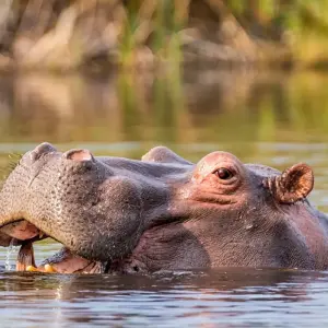 Explore Leopard Safari - 17 days for 17 days with Colibri Travel and discover unforgettable experiences - Photo 6