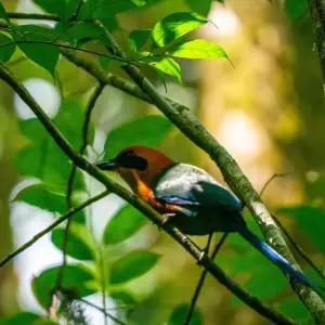 Explore Costa Rica for Nature Explorers for 15 days with Colibri Travel and discover unforgettable experiences - Photo 8