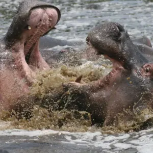 Explore Masai Mara Safari for 4 days with Colibri Travel and discover unforgettable experiences - Photo 7