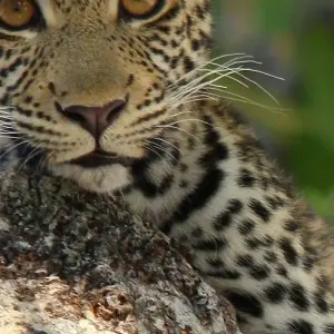 Explore Leopard Safari - 17 days for 17 days with Colibri Travel and discover unforgettable experiences - Photo 7