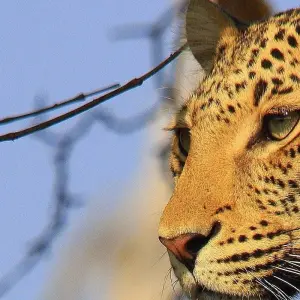 Explore Leopard Safari - 17 days for 17 days with Colibri Travel and discover unforgettable experiences - Photo 8