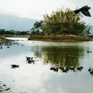 Explore Costa Rica for Nature Explorers for 15 days with Colibri Travel and discover unforgettable experiences - Photo 11