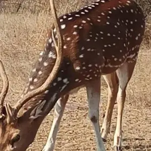 Explore Golden Triangle Ranthambore Tour for 8 days with Companion Journey Private Limited and discover unforgettable experiences - Photo 11
