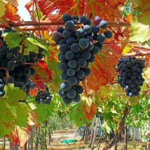 Explore Tuscan & Umbrian Countryside featuring Italy's Charming Hill Towns (Rome to Tuscany) (2025) for 11 days with Collette and discover unforgettable experiences - Photo 3