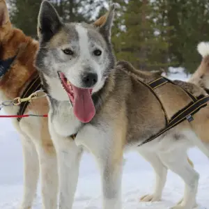 Explore The Northern Lights of Finland  (2025) for 8 days with Collette and discover unforgettable experiences - Photo 3