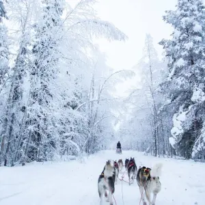 Explore The Northern Lights of Finland  (2025) for 8 days with Collette and discover unforgettable experiences - Photo 4