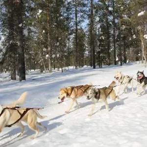 Explore The Northern Lights of Finland  (2025) for 8 days with Collette and discover unforgettable experiences - Photo 5